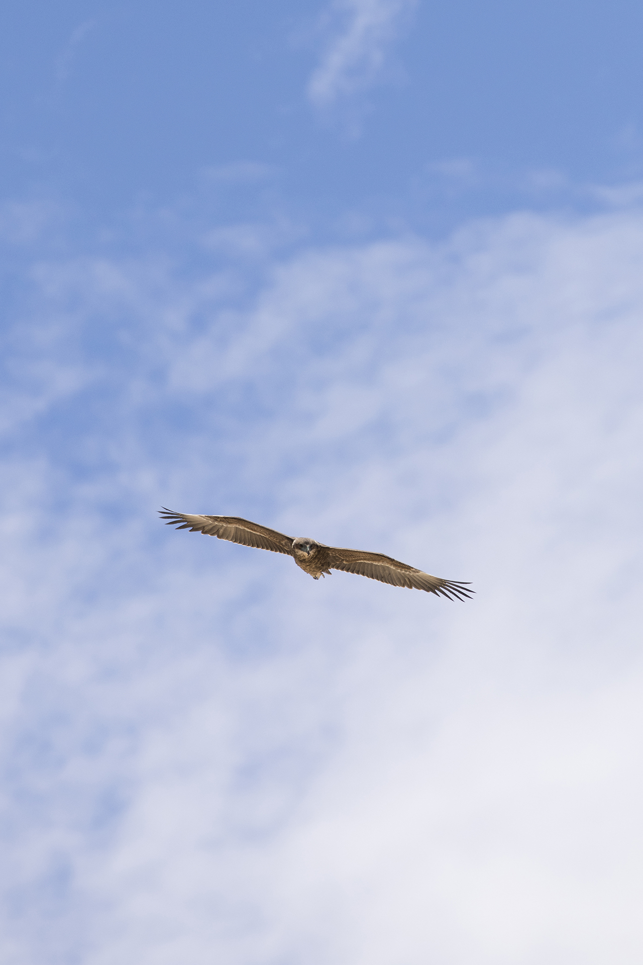 juvenile bateleur