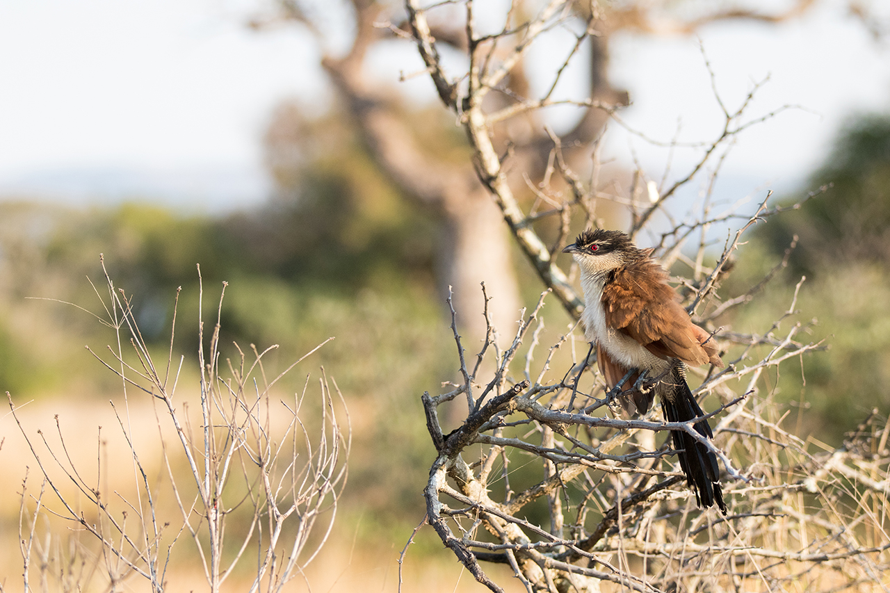burchells coucal