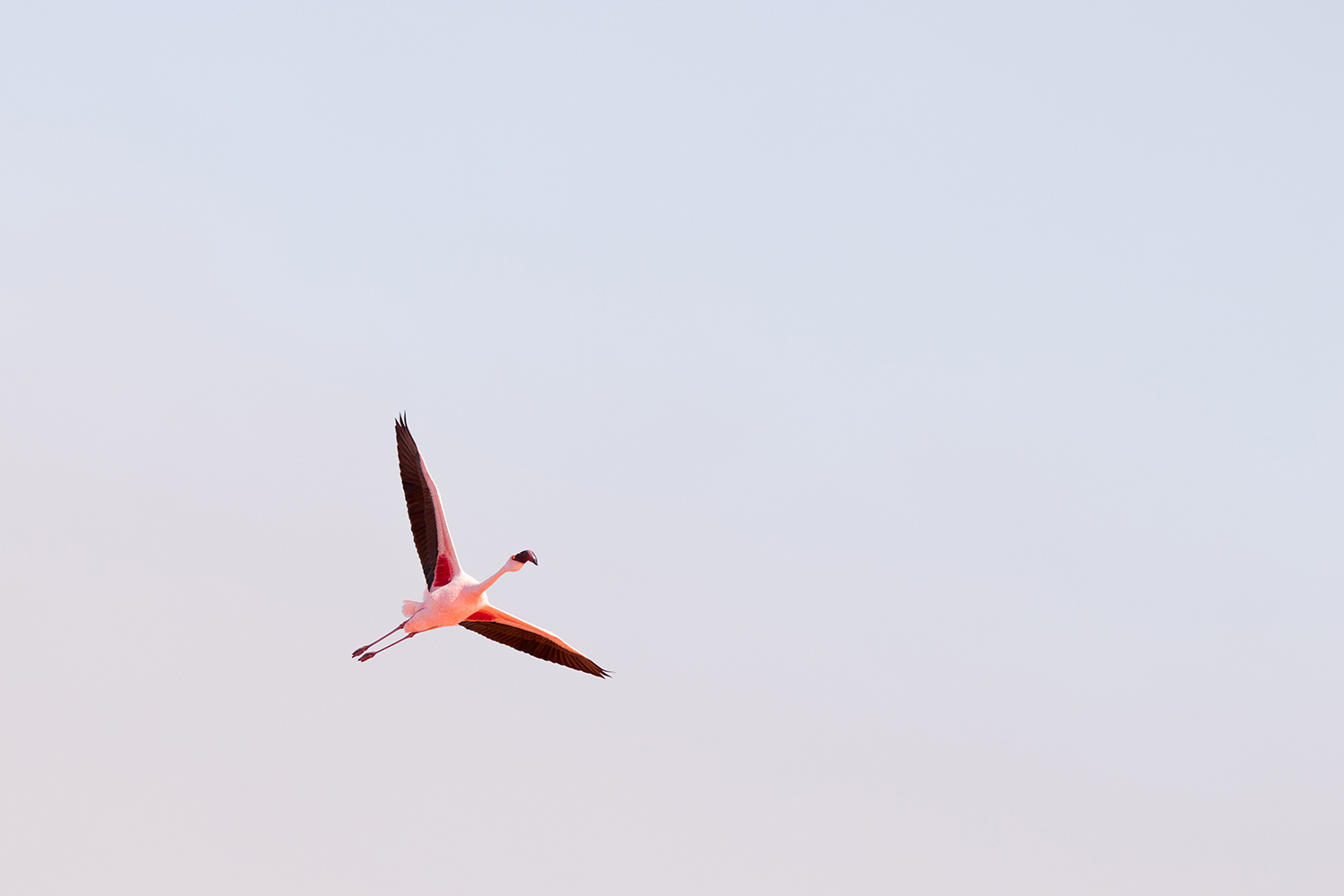 lesser flamingo