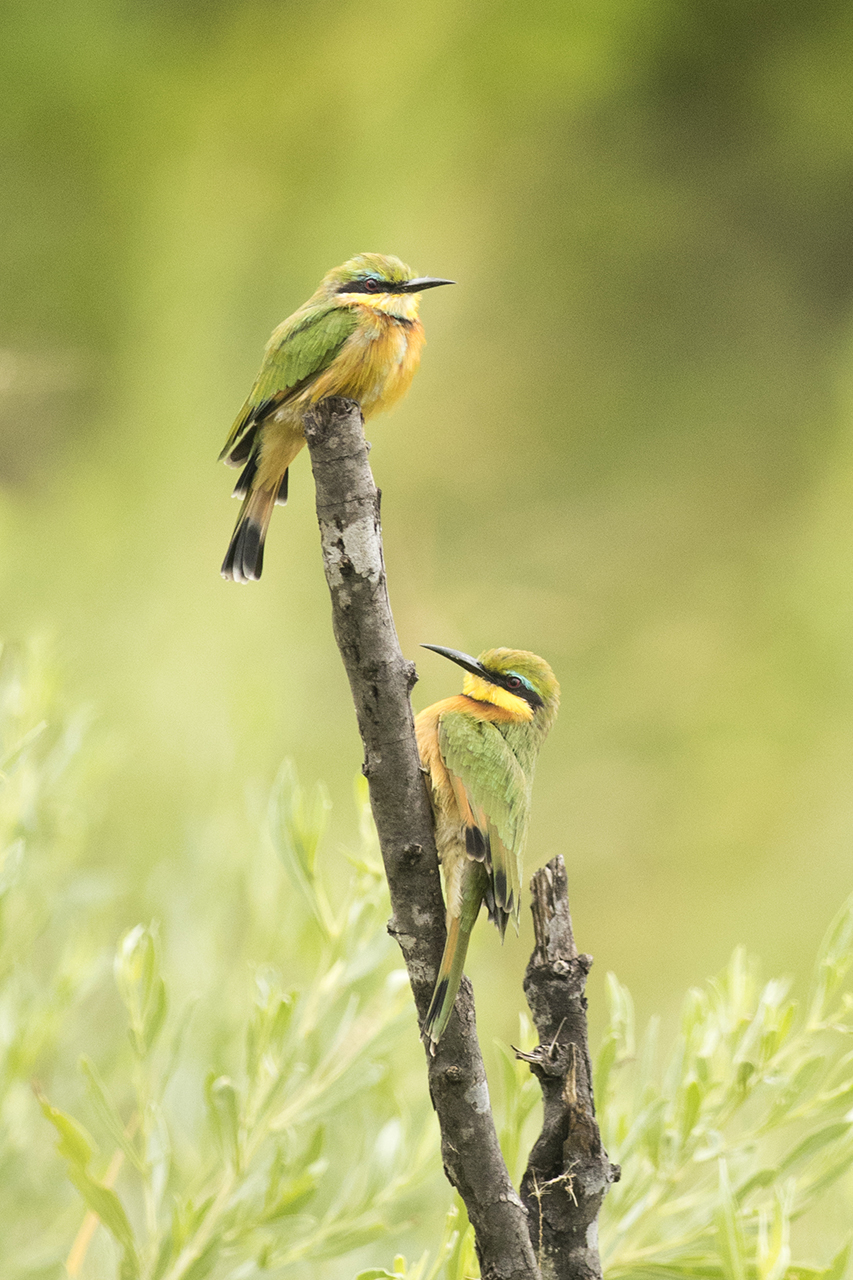 little bee-eater