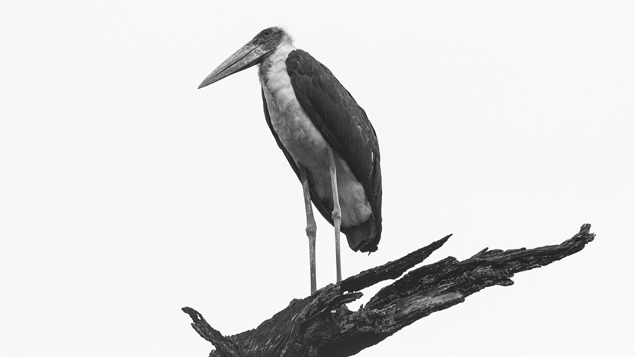 marabou stork
