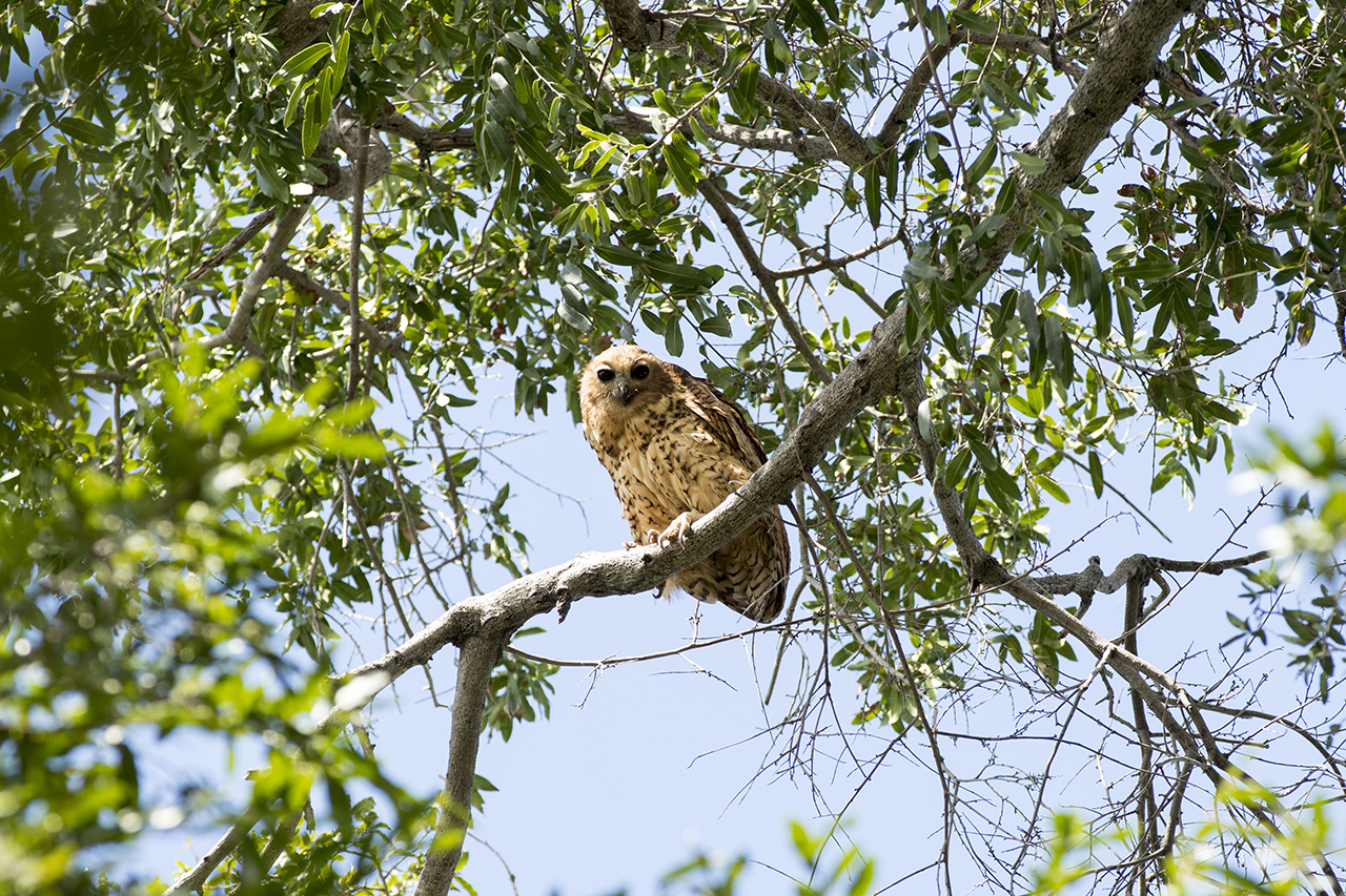 pels fishing owl