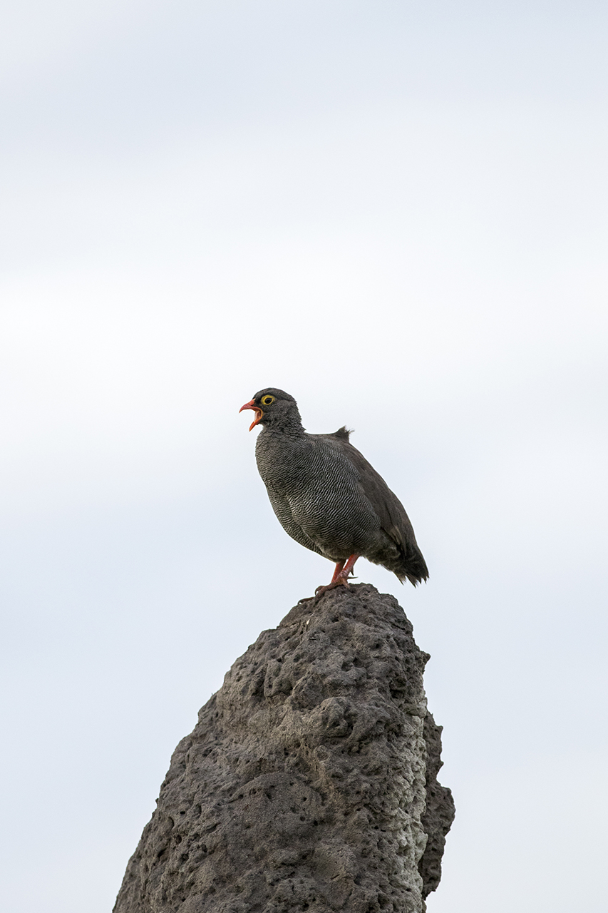 red-billed spurfowl