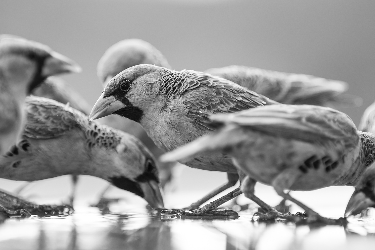 sociable weaver