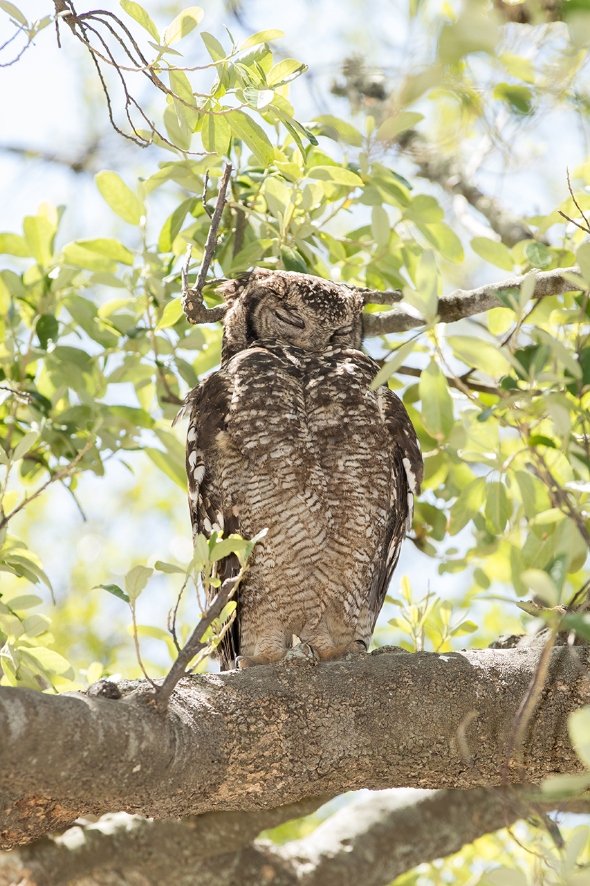 spotted eagle-owl