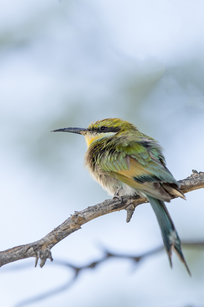 swallow-tailed bee-eater
