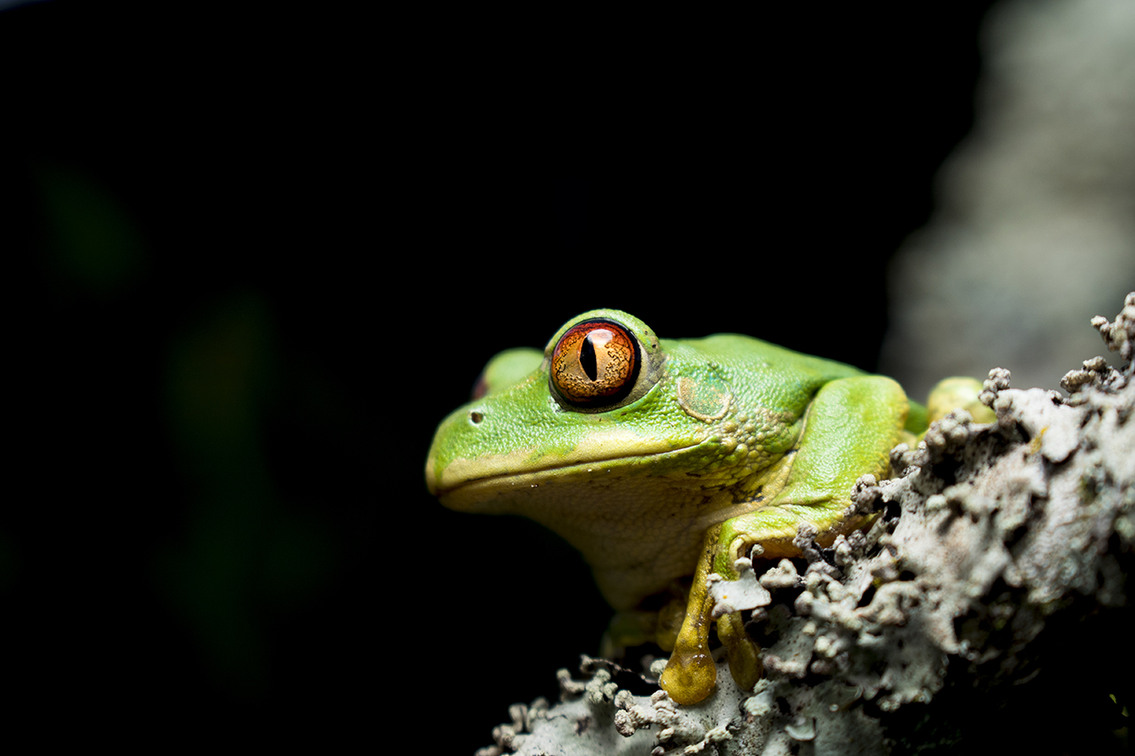 natal tree frog