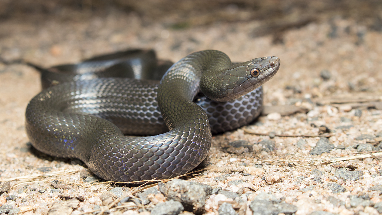 olive snake