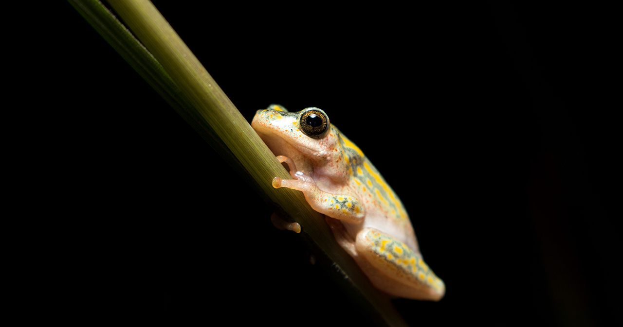 painted reed frog