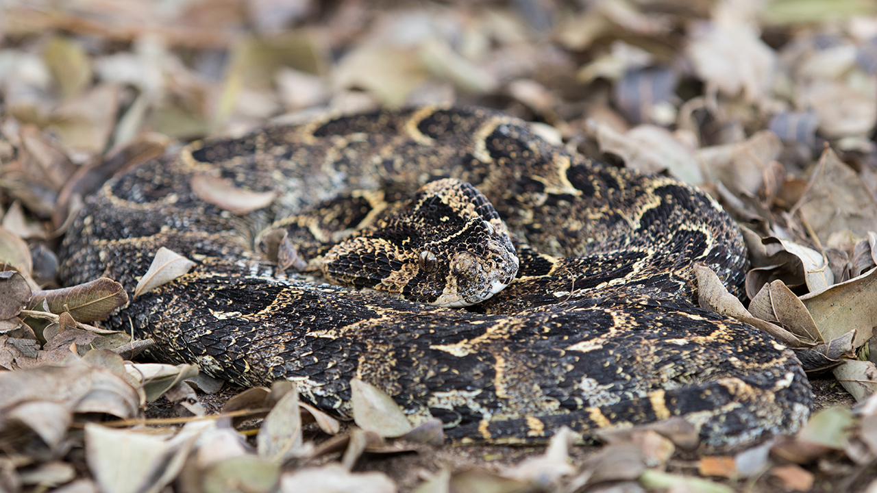 puffadder
