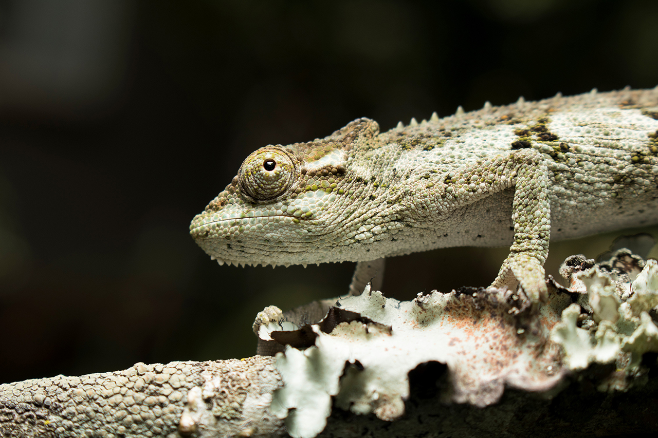 umlalazi dwarf chameleon