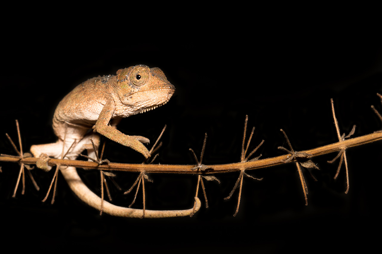 umlalazi dwarf chameleon_1