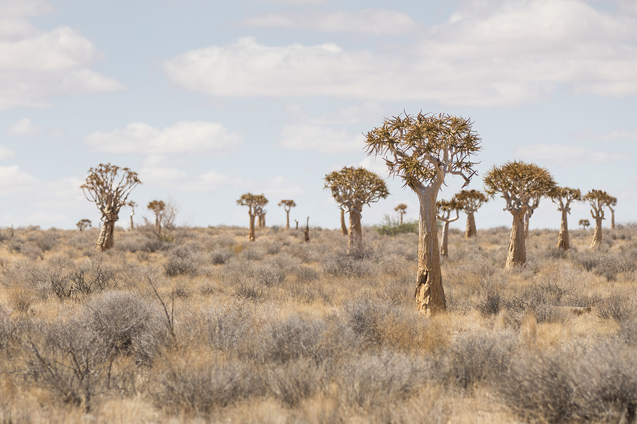 kokerboom forest