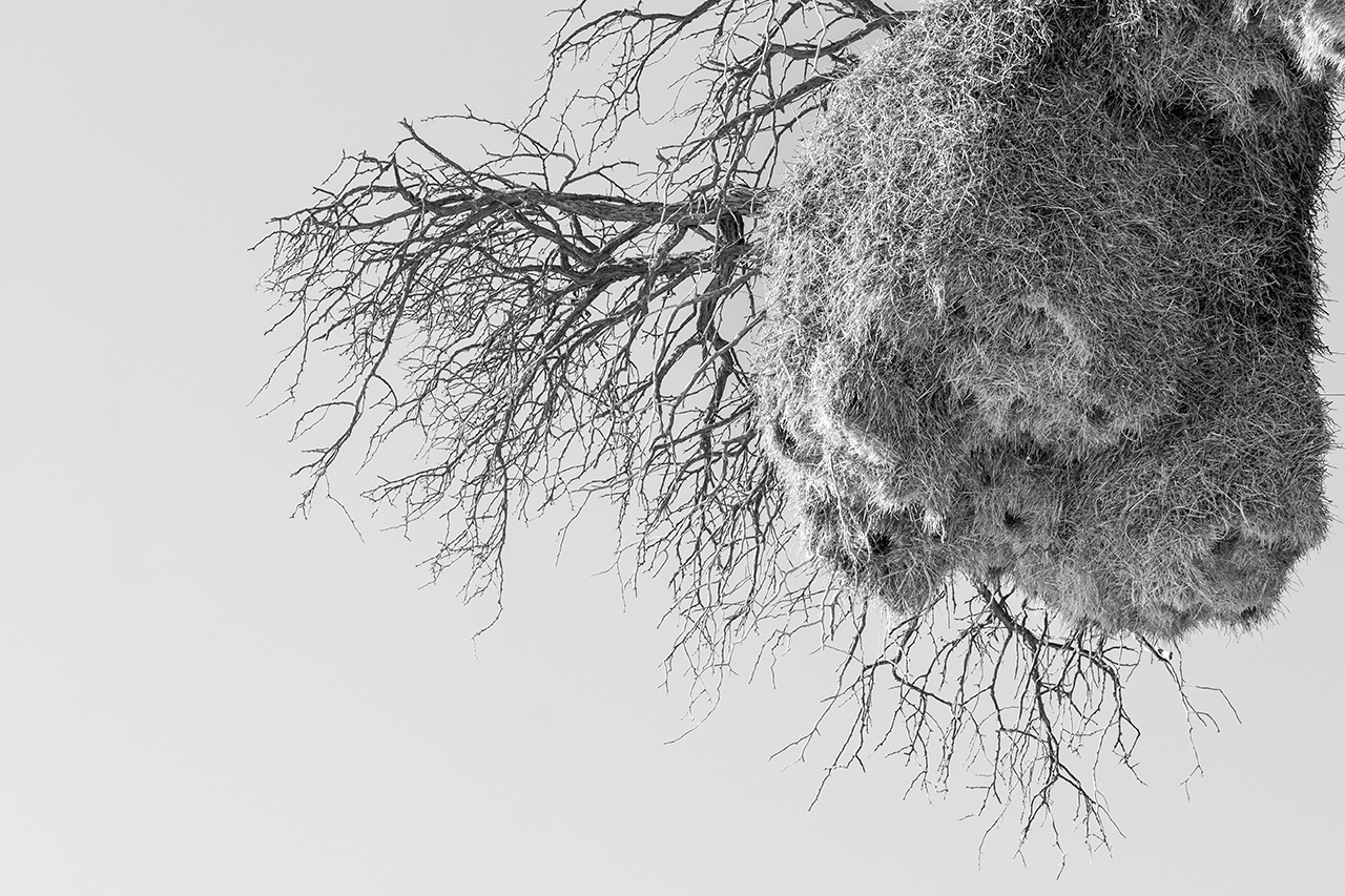 sociable weaver nest