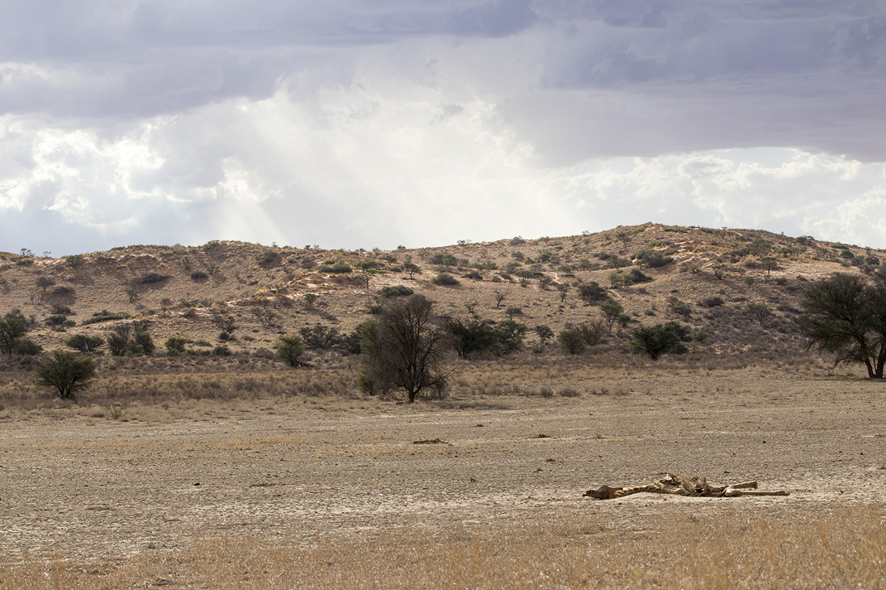kgalagadi landscape