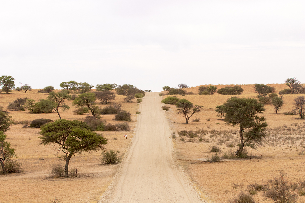 kgalagadi dunes