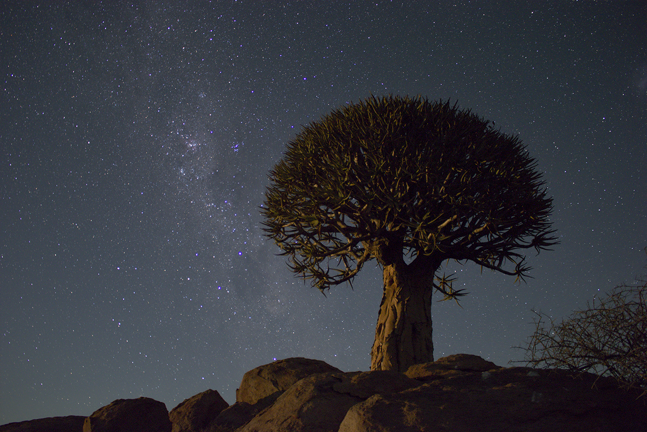 kokerboom nightscape