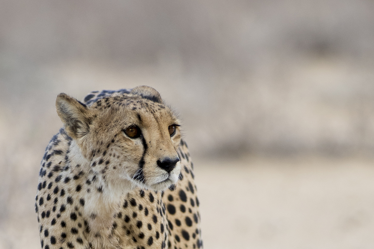 cheetah in kgalagadi