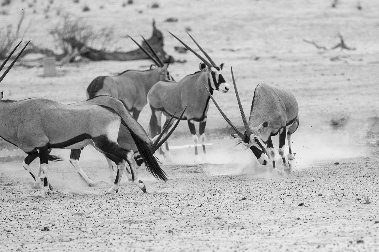 gemsbok in kgalagadi