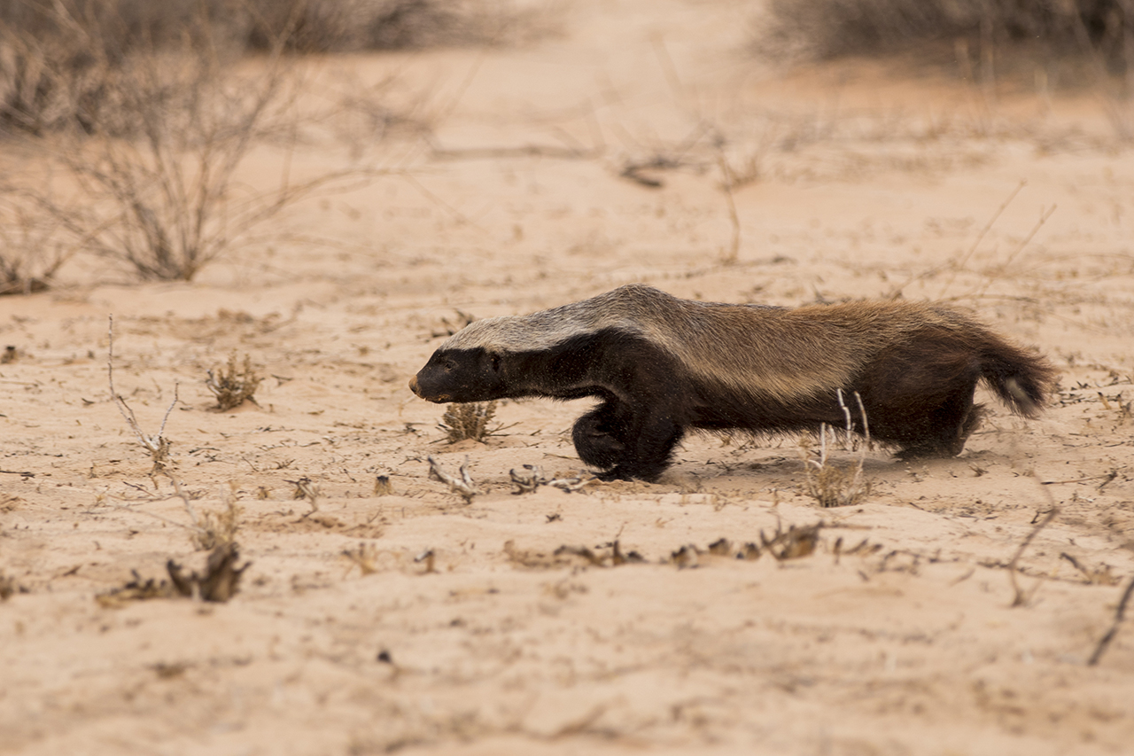 honey badger in kgalagadi