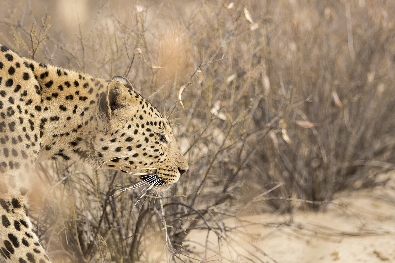 leopard in kgalagadi