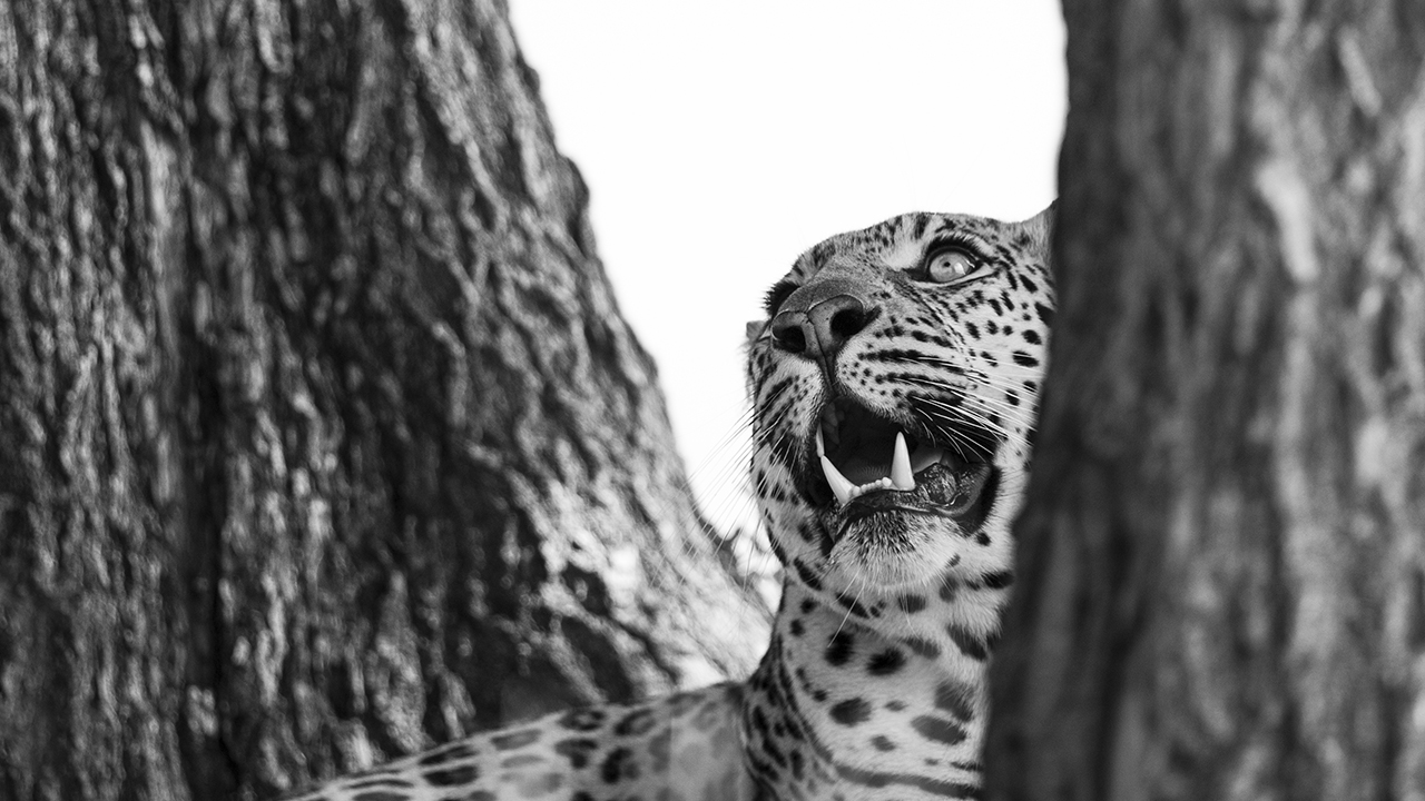 leopard between trees