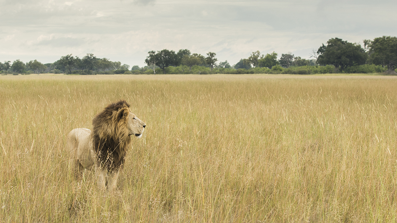male lion