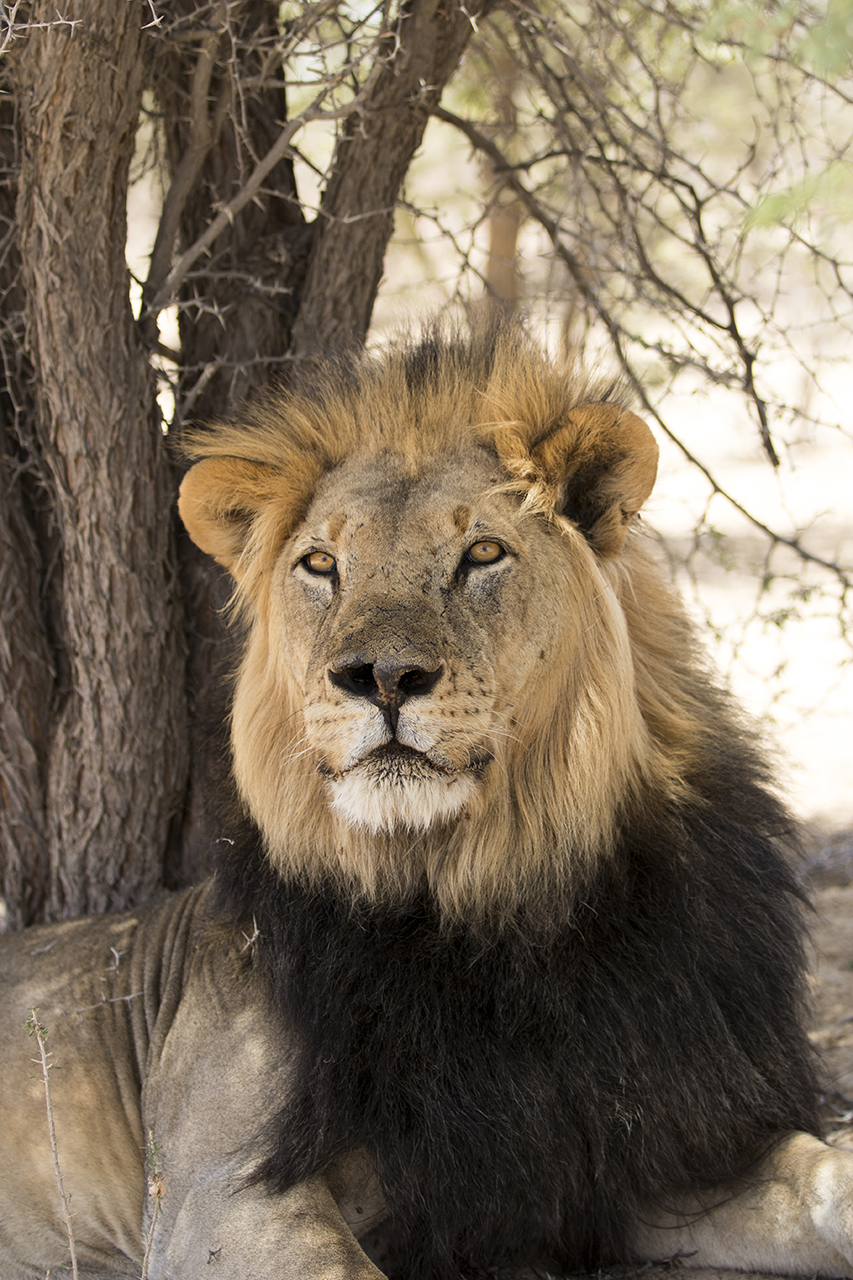 male lion in kgalagadi