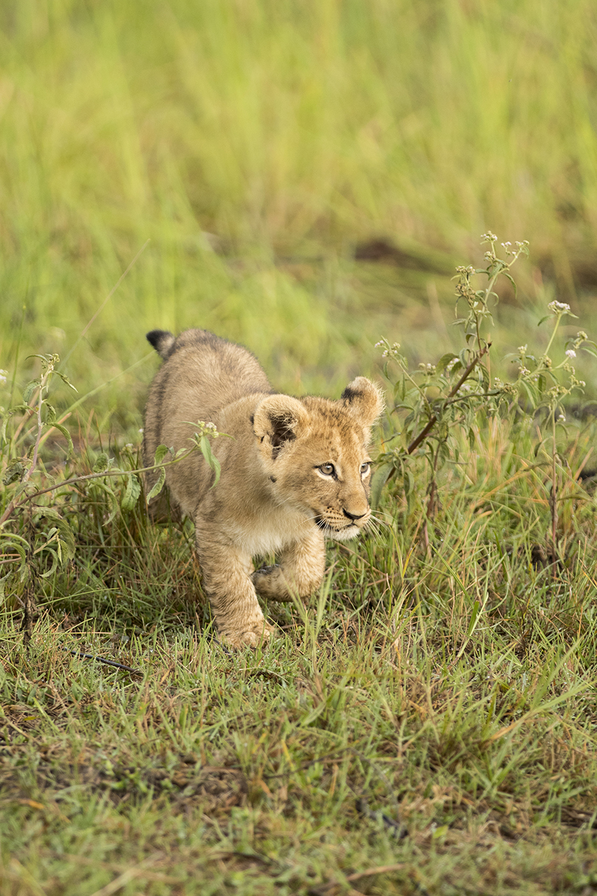 lion cub