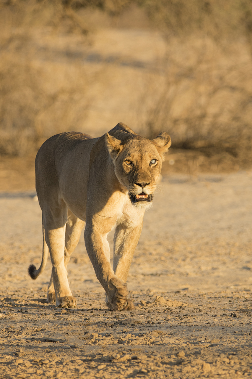 lioness in kgalagadi