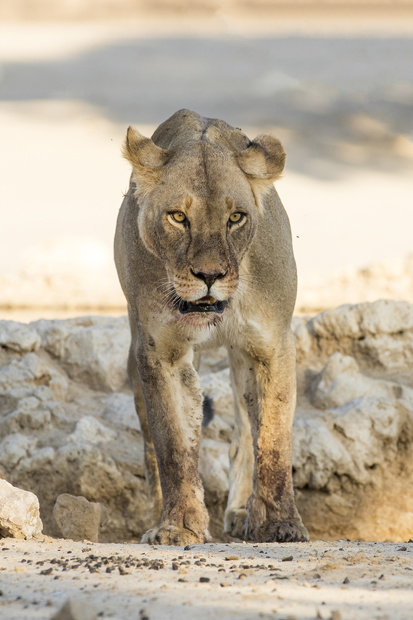 lioness in kgalagadi