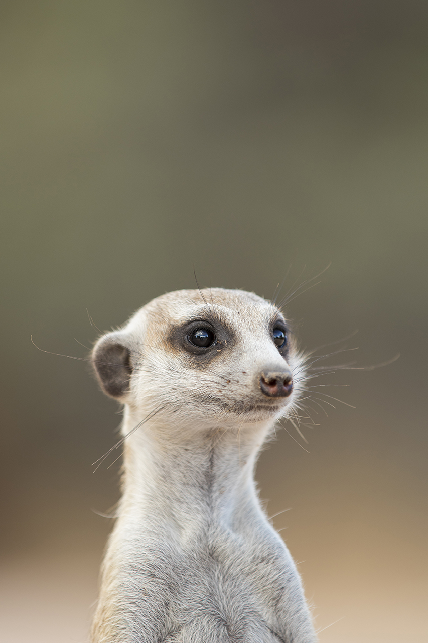 meerkat in kgalagadi