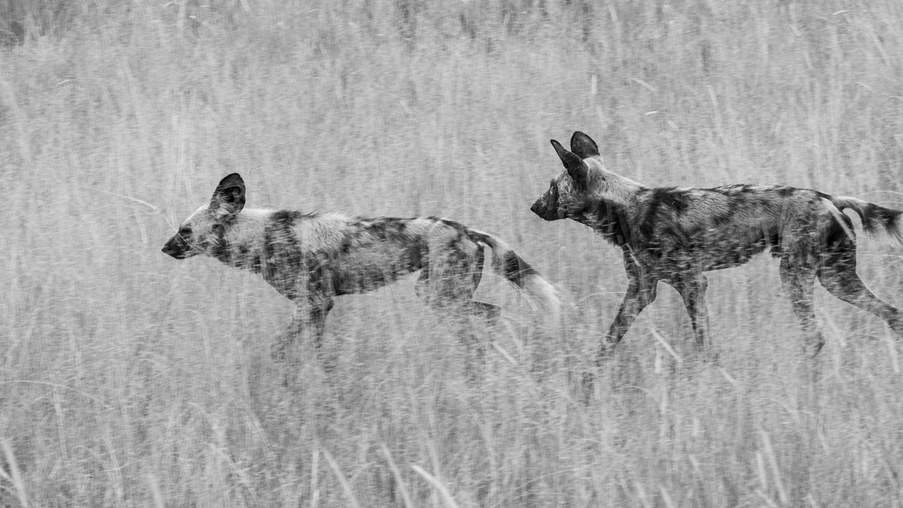 african wild dog